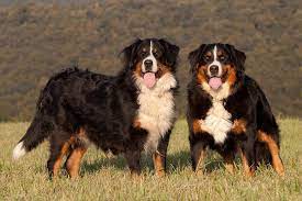 Bernese mountain dogs are friendly and calm dogs who can be great in the right household but unfortunately, like many purebred dogs, they are if you're thinking of buying a bernese mountain dog puppy, we'd recommend getting one from a kennel club assured breeder, as they meet extra. Bernese Mountain Dog
