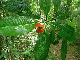Image result for Psychotria succulenta