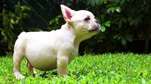 Las razas de perros pequeños son cada vez más conocidas en nuestra sociedad, debido a que cada vez son más quienes desean tener un perro en casa y optan por alguno de ellos. Un Miembro De La Familia