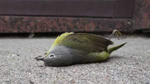 Jun 23, 2021 · ini akan memudahkan anda dan hewan peliharaan untuk mengontrol tingkat stres dan perubahan yang terjadi di rumah. 6 Arti Burung Mati Di Depan Rumah Arenahewan Com