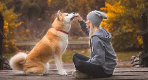 At petpress we love our pets of all shapes and sizes. Akita Names The Coolest Names For Your New Best Friend