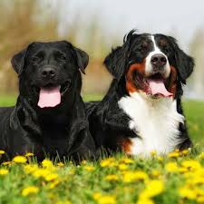 Smart, loving, eager to please and easy to train. Labernese A Guide To The Bernese Mountain Dog Lab Mix