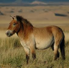 To be truly wild, these feral horses would need to have ancestors that were never domesticated. Wild Horse Wikipedia