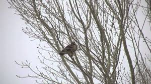 Click here to download sound fx today. Red Tailed Hawk Screeching Youtube