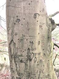 You can use this key to check them against your tree at any time of the year. Bark Tree Guide Uk Bark Used For Tree Identification
