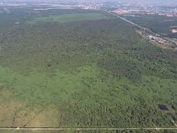 Maybe you would like to learn more about one of these? Jpns Wants To Cut Down 97 Of Kuala Langat North Forest Reserve