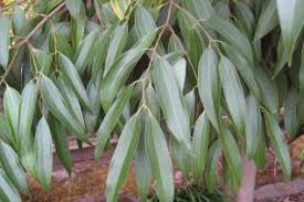 Image result for Lauraceae