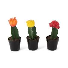 The categorization of corals continues to be in flux; Cactus Succulents Plants Garden Flowers The Home Depot