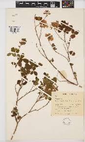 Image result for Kotschya strobilantha