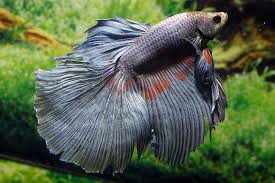 Essentially, the black orchid betta is a dark black with streaks of steel blue in the fins, typically forming a pattern that is almost a butterfly. Betta Splendens Halfmoon Black Orchid M Aqualog De