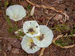 Image result for Barleria macrostegia