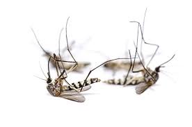 Check spelling or type a new query. From Cedar Trees And Grapefruit Rinds Comes A New Bug Repellent