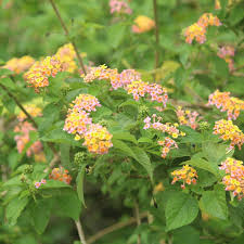 Image result for Lantana moldenkei