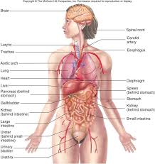Knowledge of abdominal anatomy facilitates operative decision making based on the type of repair that best fits the patient's anatomy and type of hernia. Human Female Anatomy Diagram Human Female Anatomy Diagram Human Anatomy Abdominal Anatomy Abdomen M Human Body Diagram Human Anatomy Female Human Body Organs