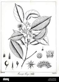 Image result for Mimusops elengi