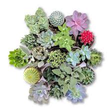 Check out plants on ebay. Indoor House Plants Delivery Canada Plant Collective