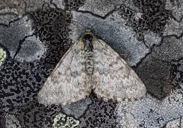 Image result for Entephria byssata