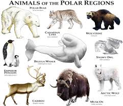 Animals Of The Polar Regions Art Print By Wildlife Art By Roger Hall X Small In 2020 Polar Animals Animals Wild Animals