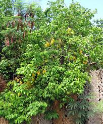 Image result for Averrhoa carambola