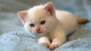 6 years ago6 years ago. Ù„ÙˆÙ„Ø§ Ø£ÙˆÙ„ Ù‚Ø·Ø© Ù…Ù‡Ø§Ø¬Ø±Ø© ØªØµÙ„ Ù…Ù† Ù„ÙŠØ¨ÙŠØ§ Ø¥Ù„Ù‰ Ø¥ÙŠØ·Ø§Ù„ÙŠØ§