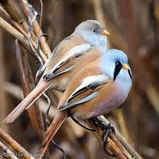 Https Www Facebook Com The World Birds Tr 16 Photos A 559840750714895 1073741828 559839384048365 1349906955041600 Type 3 Rare Birds Bird Animal Species