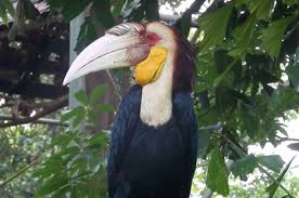 Lantas, apa alasan burung enggang dianggap penting oleh suku dayak? Burung Enggang Burung Berparuh Besar Dan Berumur Panjang Bobo