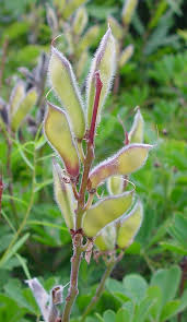 It is widespread in the eastern part of the usa (from texas and florida to maine) and minnesota, canada. Lupinus Perennis Sundial Lupine Go Botany