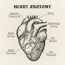 Vintage anatomy diagrams black and white anatomy art by leonardo da vinci from 1492. Black And White Heart Anatomy Heart Anatomy Human Anatomy Drawing Medical Drawings