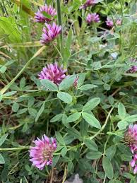 Image result for Trifolium polystachyum