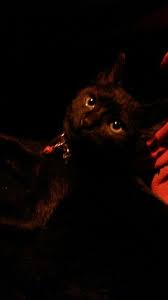 Gece Araba Yolculugu Araba Gece