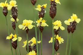 Image result for Xyris natalensis