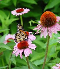 Image result for Echinacea purpurea `Magnus`