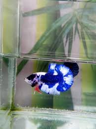 Informasi seputar ikan cupang follow instagram kami @relafa_indonesia. Hmpk Marble Small Size Come On Take Away Minat Pm Cupang Ikancupang Betta Bettafish Ikan Cupang