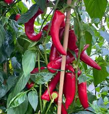 The hungarian wax pepper is a medium variety of capsicum annuum with a wide scoville scale range of 1,000 to 15,000 scoville units. Fatalii Net Hungarian Hot Wax Sweet Just Below Medium Facebook