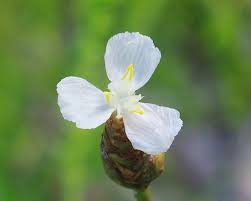 Image result for Xyridaceae