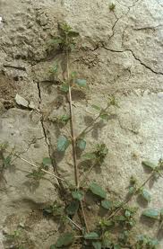 Image result for Boerhavia repens