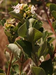 Image result for Syncolostemon flabellifolius