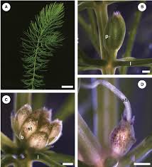 Image result for Ceratophyllum demersum