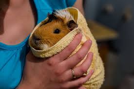 Bathing for rabbits is often very stressful. Why Do Guinea Pigs Shiver Frequently Asked Questions Guinea Pigs Guide Omlet Uk