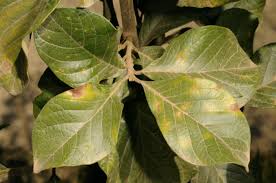 Image result for Turraea mombassana