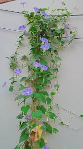 Image result for Astripomoea