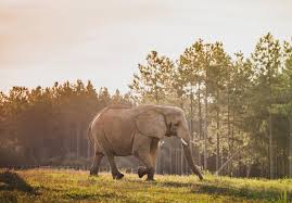 Mission - The Elephant Sanctuary in Tennessee