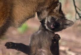 The endangered wolf center has played a critical role to promote awareness of this. Shy Maned Wolf Pups At Paignton Zoo Zooborns