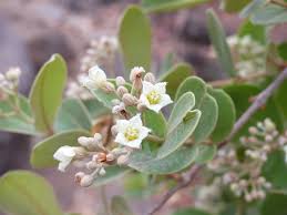 Image result for Psorospermum mechowii