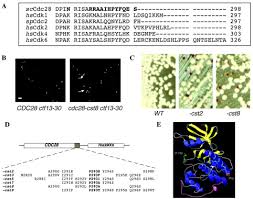 Maybe you would like to learn more about one of these? An Essential Function Of Yeast Cyclin Dependent Kinase Cdc28 Maintains Chromosome Stability Journal Of Biological Chemistry