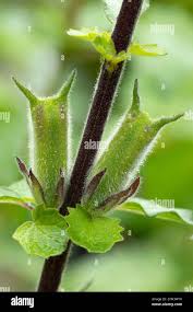 Image result for Ceratotheca triloba