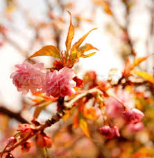 Flowers lead to fruit, and a lack of blooms means your tree cannot produce. Soft And Pink Fruit Tree Blossoms Stock Image Colourbox