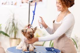 We prepare our students with the necessary skills to professionally groom dogs in a salon, mobile grooming, house call grooming or in a veterinary practice. Accredited Pet Grooming School Benefits Skills Affordable Classes