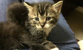 Take your cat off the medication and consult your vet. Hyperthyroidism City Cat Clinic 314 652 1919