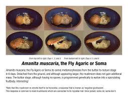 Image result for Mitrasacmopsis